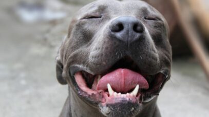 Cães da raça pitbull