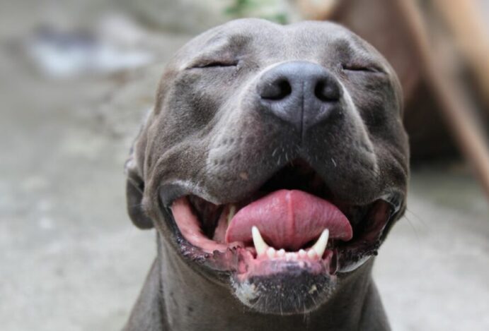 Cães da raça pitbull