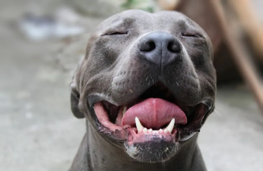 Cães da raça pitbull