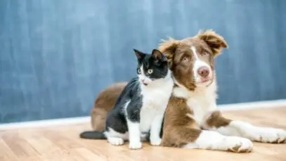 cachorro e gato juntos