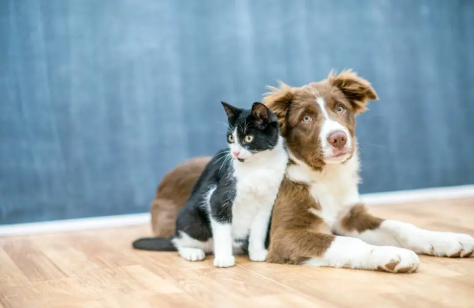 Design sem nome – 2024-01-04T133141.135 cachorro e gato juntos