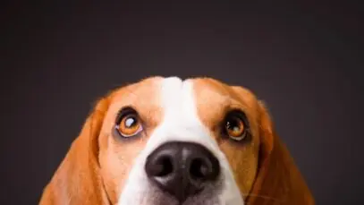 como os cachorros enxergam