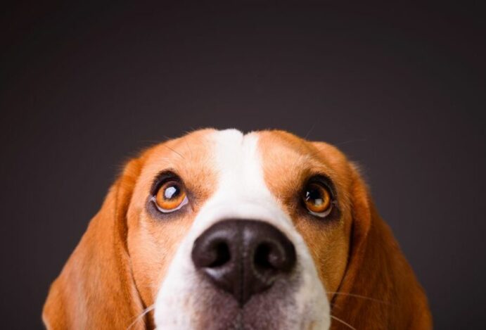 como os cachorros enxergam