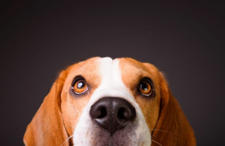 como os cachorros enxergam