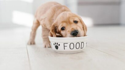 Nutrição animal