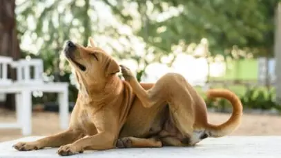 sarna canina