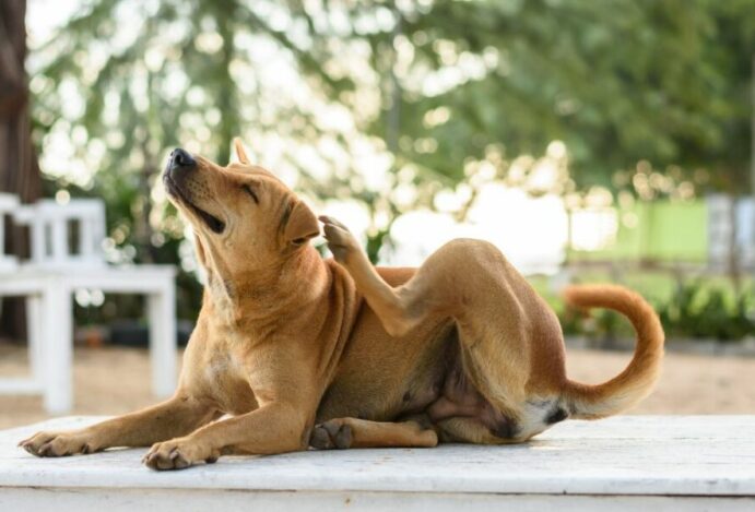 sarna canina