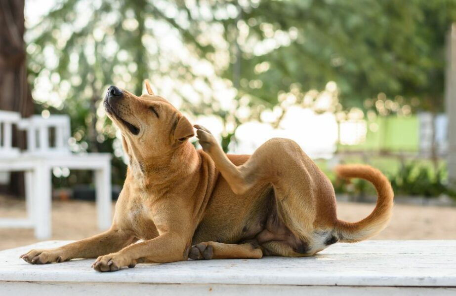 sarna canina