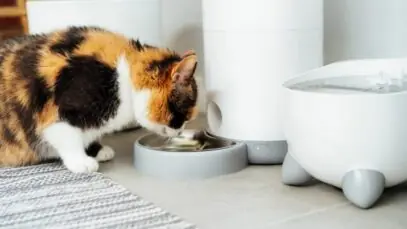 comedouro automático para gatos