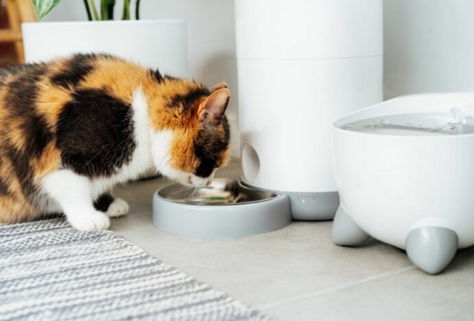 comedouro automático para gatos