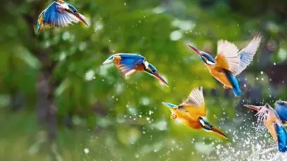 doenças de aves