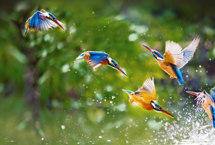 doenças de aves