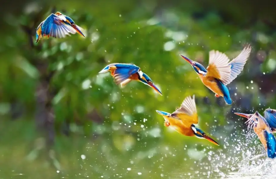 doenças de aves