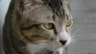 gato babando