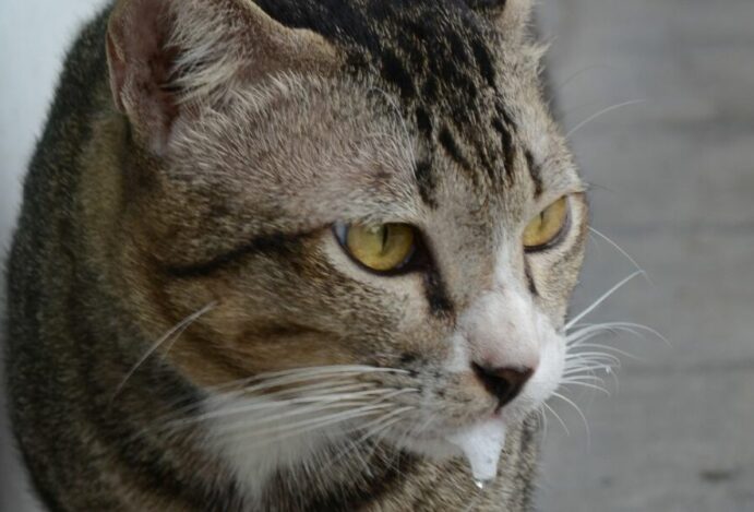 gato babando