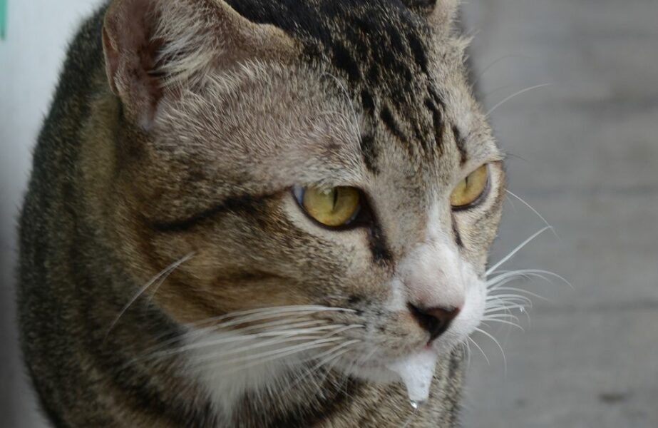 gato babando