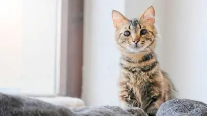 gato cego