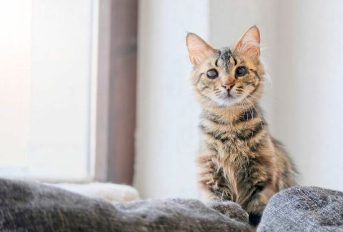 gato cego
