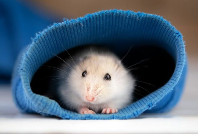 hamster está doente