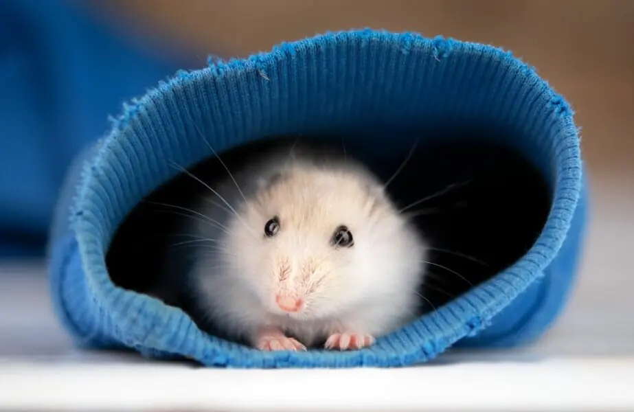 hamster doente