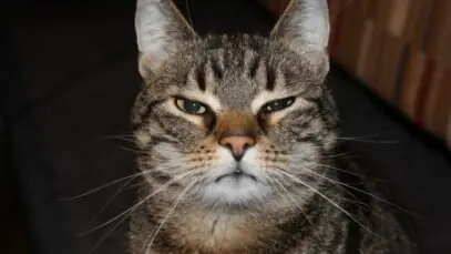 olho remelado em gatos