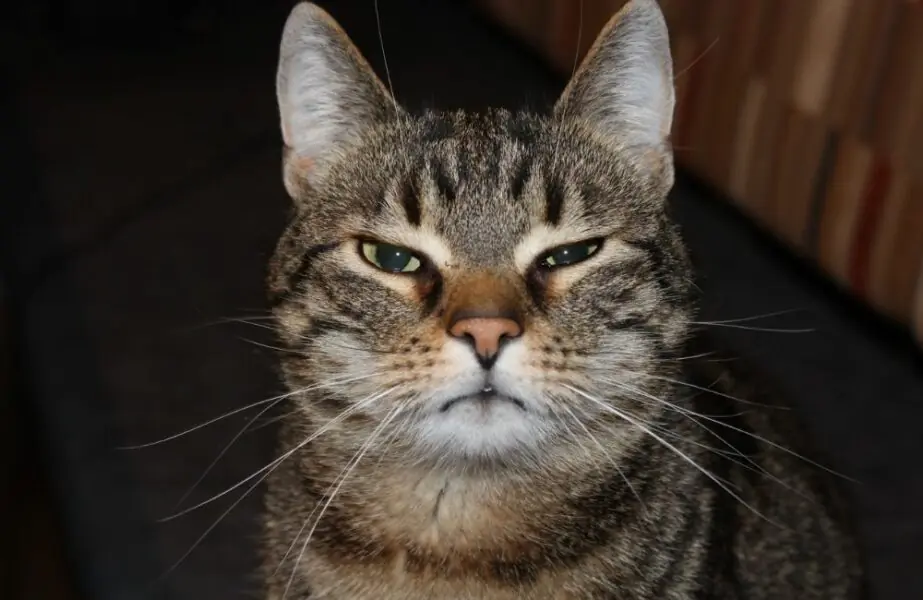 olho remelado em gatos
