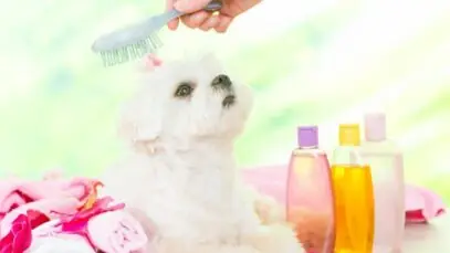 perfume para cachorro