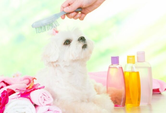 perfume para cachorro