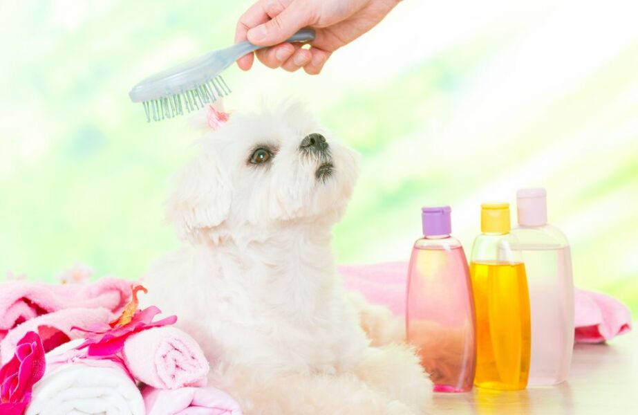 Design sem nome – 2024-01-12T133604.241 perfume para cachorro