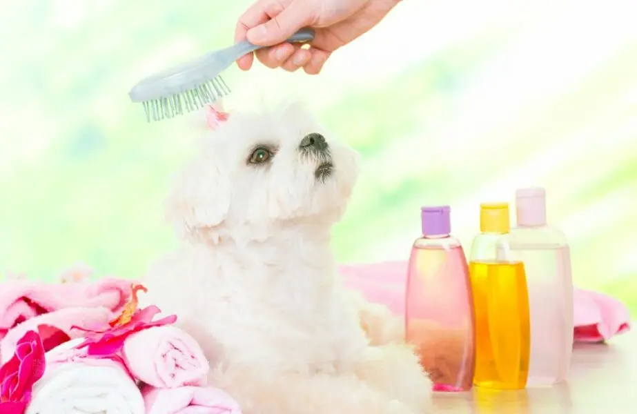 Design sem nome – 2024-01-12T133604.241 perfume para cachorro