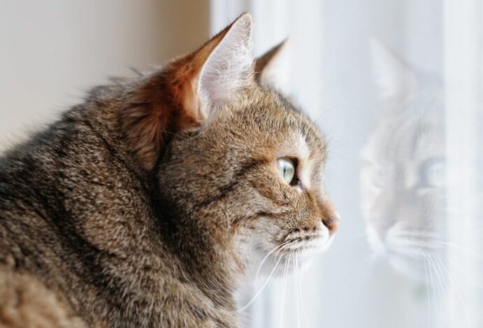 gato sozinho