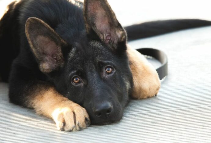 cachorro sente cólica