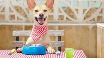 o que cachorro come