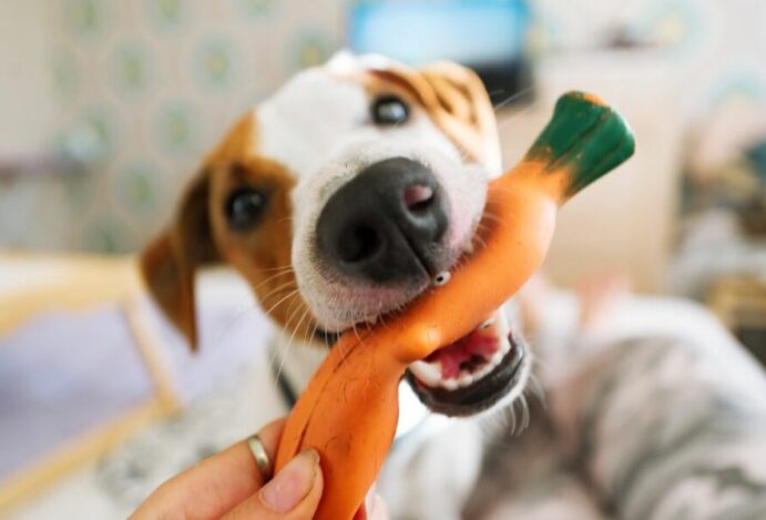 brinquedos do cachorro