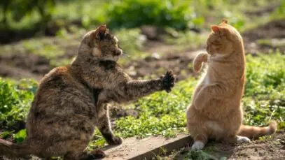 gatos brigando