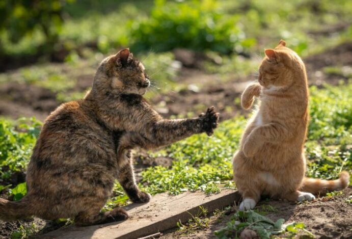 gatos brigando
