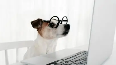 E-commerce pet