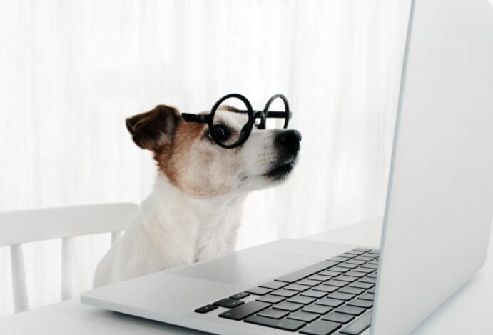 E-commerce pet