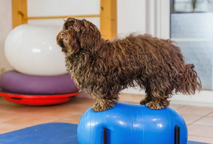fisioterapia veterinária