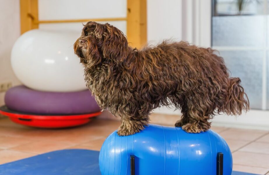 fisioterapia veterinária