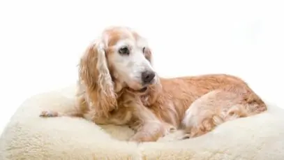 pets idosos