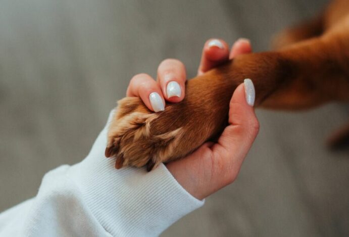 patas dos pets