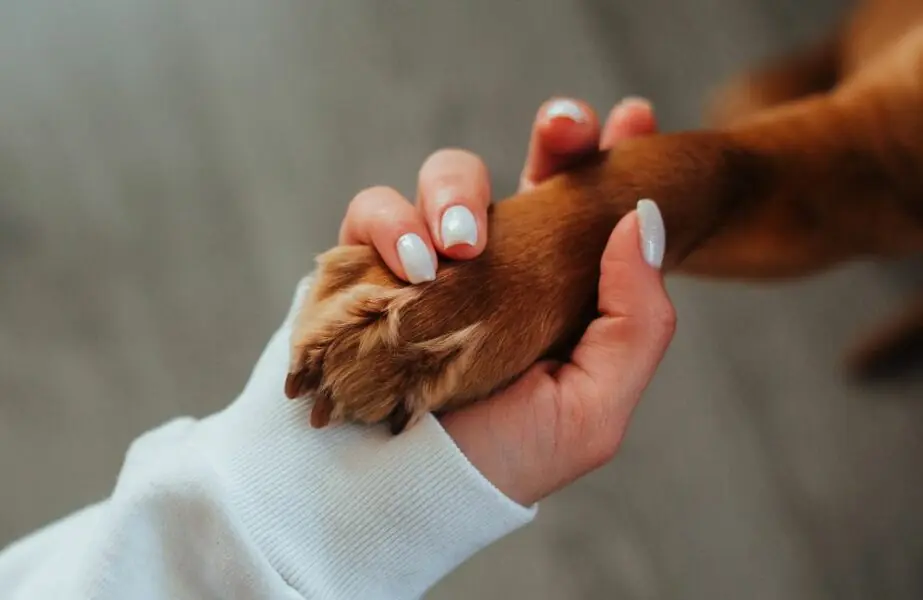 Design sem nome – 2024-01-24T134136.614 patas dos pets