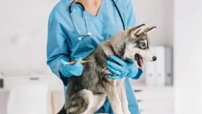 Microchipagem de pet