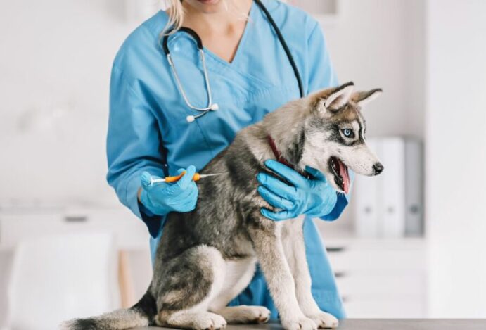 Microchipagem de pet