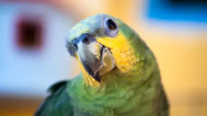 papagaio pode comer pipoca