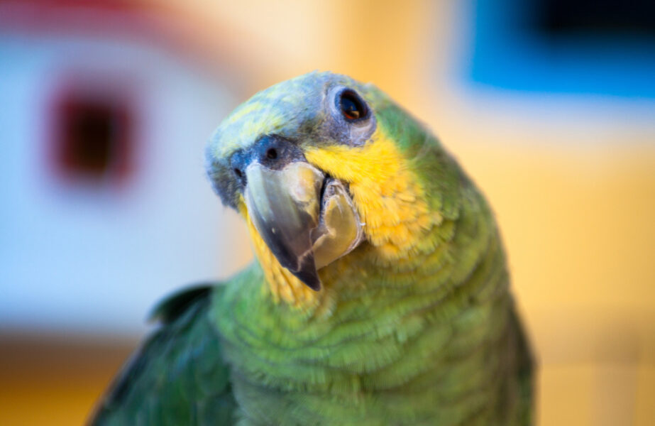 papagaio pode comer pipoca