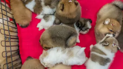 Venda de pets