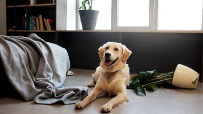 cachorro sozinho em casa