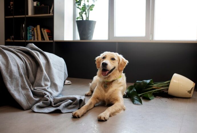 cachorro sozinho em casa